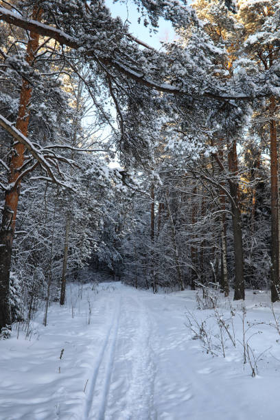 istock pine forest after a heavy snow storm on sunny winter day 898913140