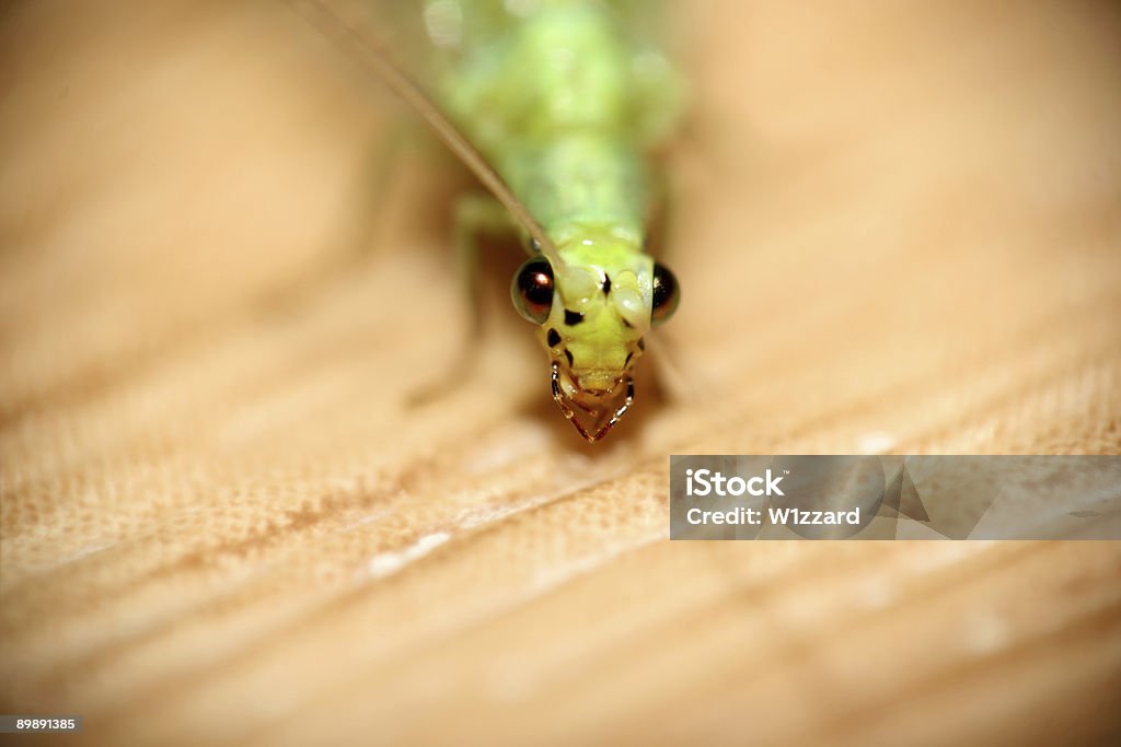 jaw - Foto stock royalty-free di Animale