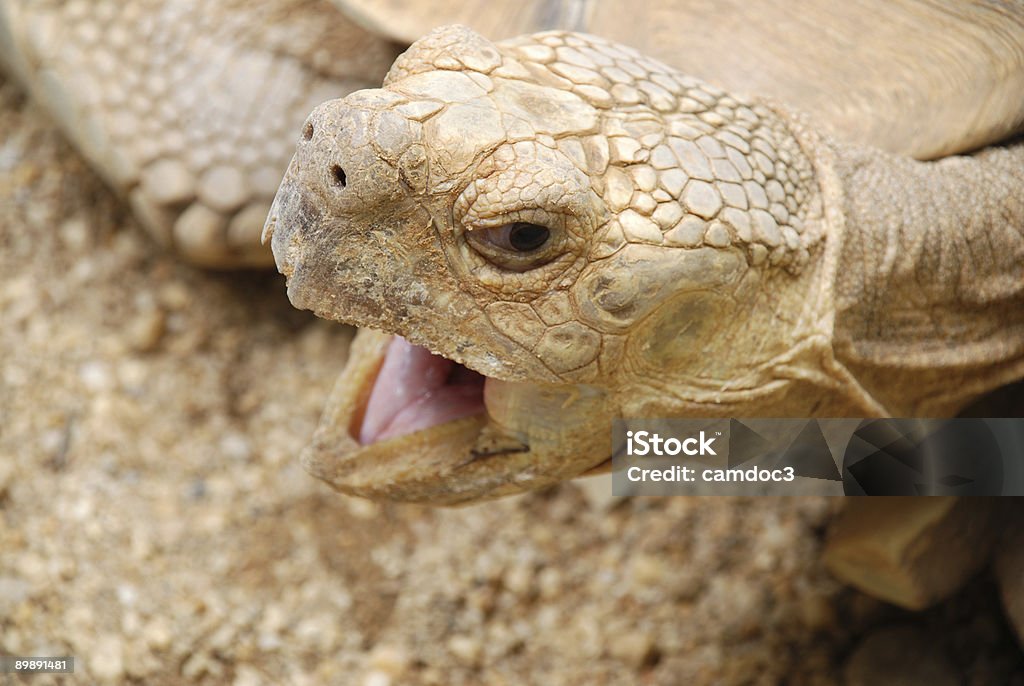 Yawning African Spurred Tortoise  Africa Stock Photo