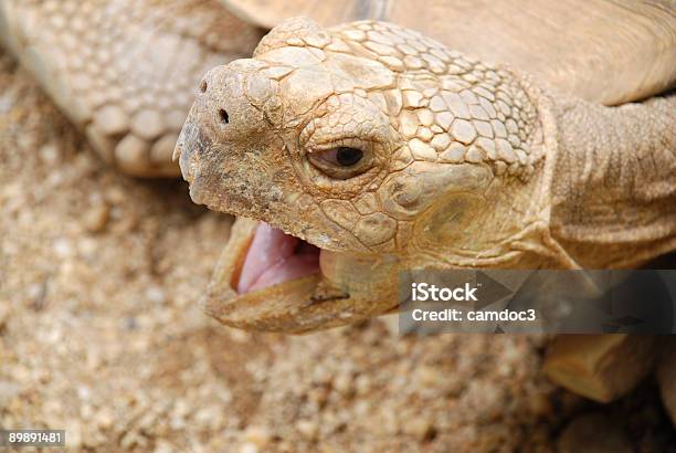 Yawning African Spurred Tortoise Stock Photo - Download Image Now - Africa, Ancient, Animal