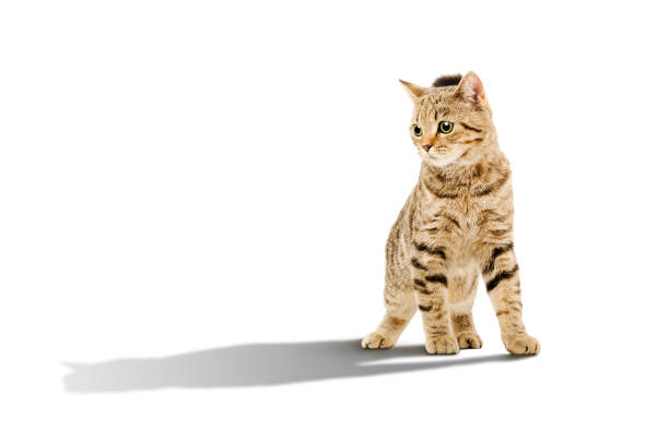 istock Attractive young cat Scottish Straight with shadow 898916052