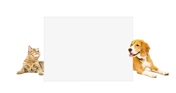 istock Beagle dog and cat Scottish Straight peeking  from behind banner 898916096