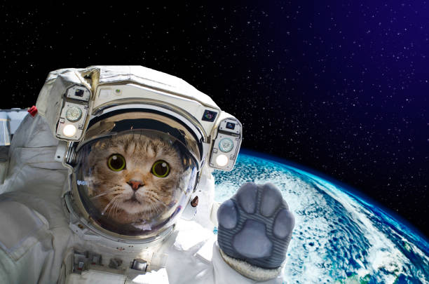 猫世界の背景に宇宙の宇宙飛行士。nasa から提供されたこのイメージの要素 - funny animals ストックフォトと画像