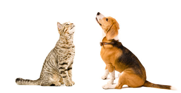 istock Cat Scottish Straight and beagle dog sitting together 898916196
