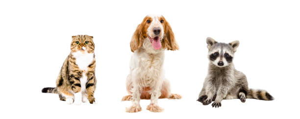 istock Cat, dog and raccoon sitting together 898916220