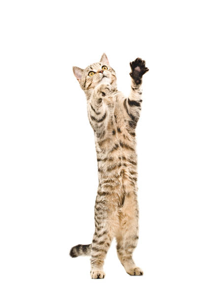 istock Cute playful kitten Scottish Straight standing on his hind legs 898916286