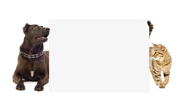 istock Dog and cat looks out from behind a poster 898916328