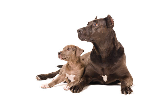 istock Dog and puppy pitbulls 898916348