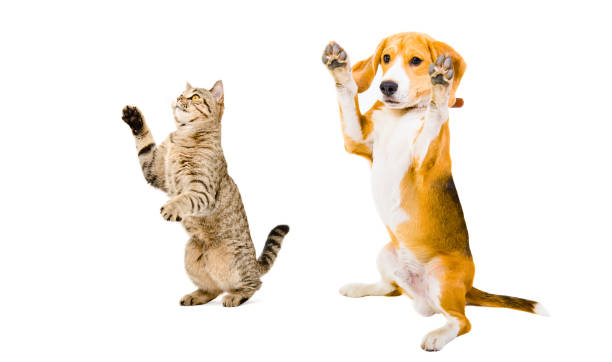 istock Frolicsome Beagle dog and cat Scottish Straight 898916384