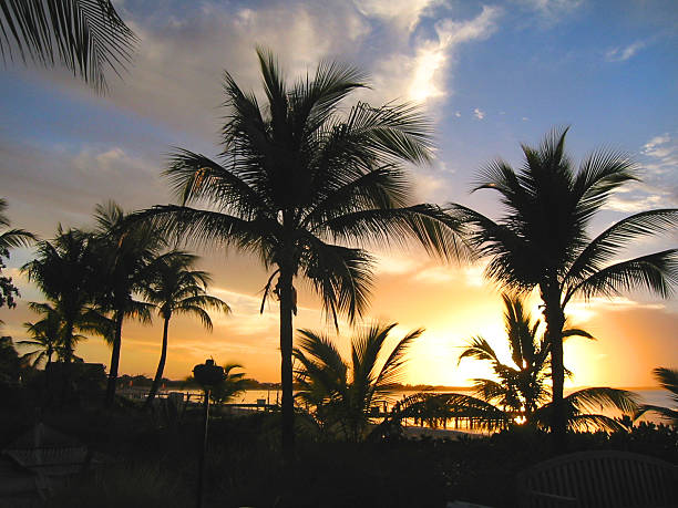 istock Palm trees in a tropic sunset 89891650