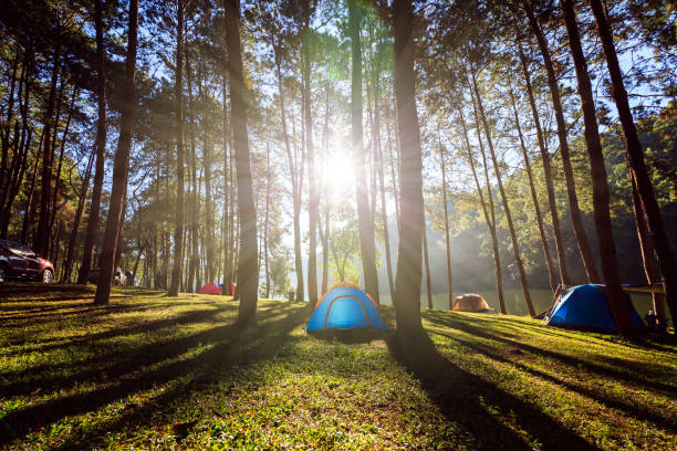 istock Camping and tent under the pine forest 898916546