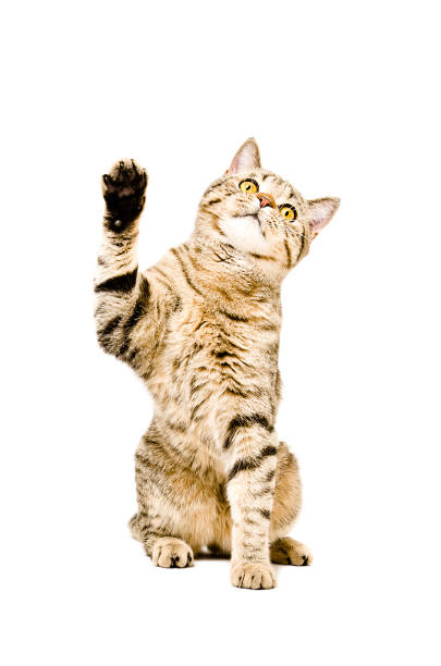 istock Playful cat Scottish Straight 898916646