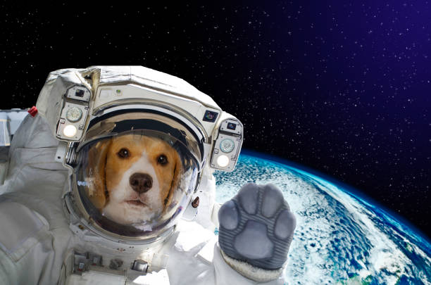 Portrait of a dog astronaut in space on background of the globe. Elements of this image furnished by NASA Portrait of a dog astronaut in space on background of the globe. Elements of this image furnished by NASA cosmonaut photos stock pictures, royalty-free photos & images