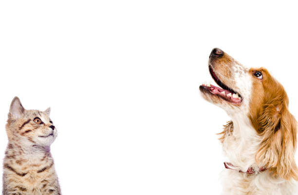 portrait d’un chaton scottish straight et chien épagneul russe - isolated dog animal puppy photos et images de collection