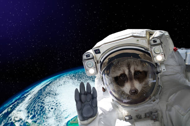 Portrait of a raccoon astronaut in space on background of the globe stock photo