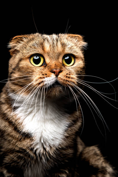 istock Portrait of Scottish Fold cat,closeup 898916942