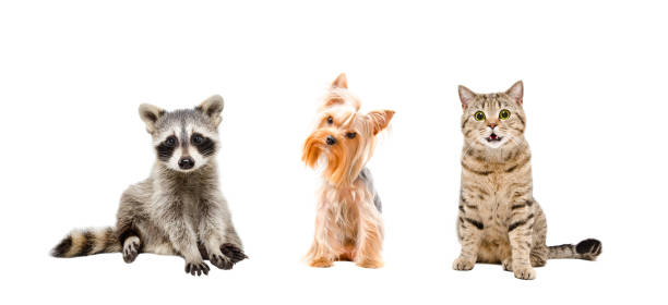 istock Raccoon, dog and cat 898917170