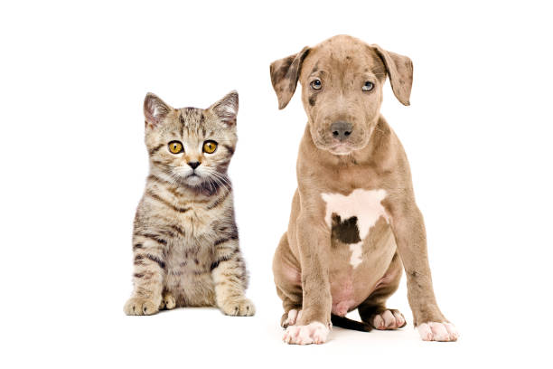 istock Scottish Straight kitten and pitbull puppy 898917210