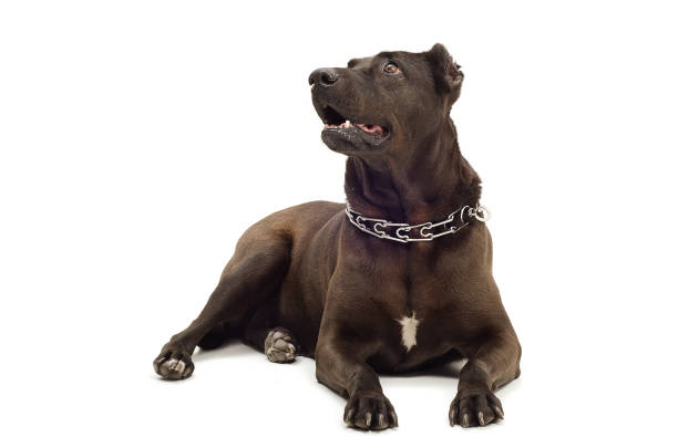 istock Staffordshire Terrier lying looking up 898917292