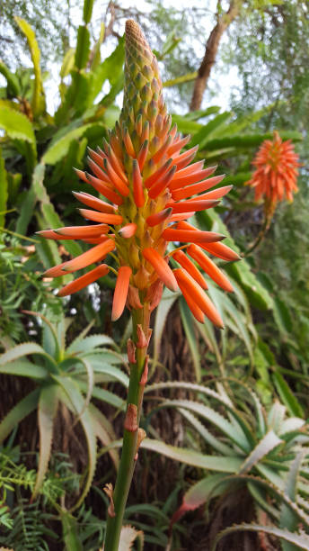 istock Aloe blossom - aloe vera 898917330