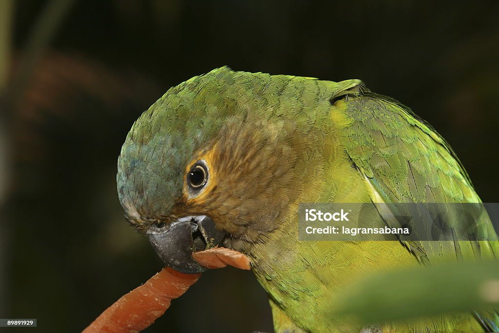 Ara perroquet - Photo de Aile d'animal libre de droits