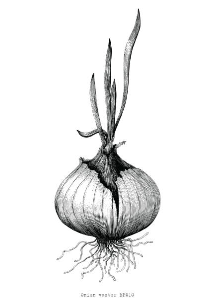 ilustraciones, imágenes clip art, dibujos animados e iconos de stock de botánico de dibujo antiguo ilustración a mano cebolla - onion