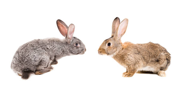 istock Gray and brown rabbit sitting together 898920020