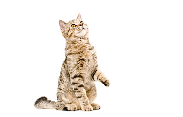 istock Young cat Scottish Straight sitting curious to looking up. 898920060