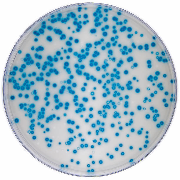 a adn-polimerase determinação da taxa de erro - petri dish agar jelly bacterium science imagens e fotografias de stock