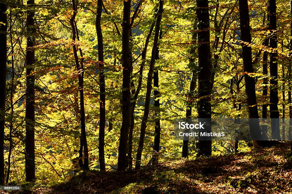 Bosque otoñal - Foto de stock de Color - Tipo de imagen libre de derechos