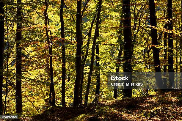 Bosque Otoñal Foto de stock y más banco de imágenes de Color - Tipo de imagen - Color - Tipo de imagen, Color vibrante, Colorido