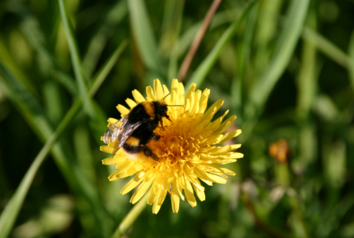 Big bumblebee on the yellow dandelion in the summer time