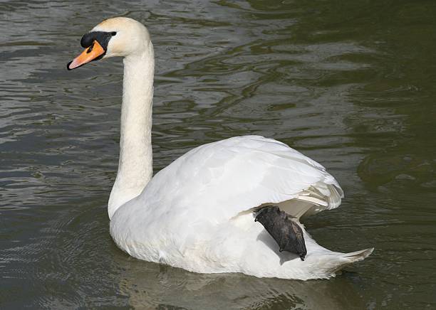 Mute Swan  oxford michigan photos stock pictures, royalty-free photos & images