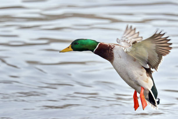 istock Male Mallard Duck 898923594