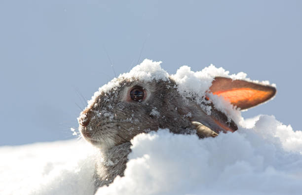 istock ears of the hare, snow, winter 898924906