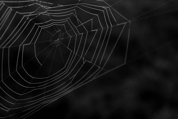 istock Black and White Macro Photography of a Spider Web. 898924958
