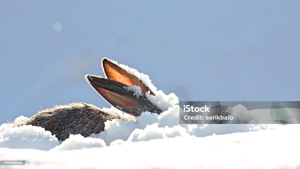 oreilles du lièvre, neige, hiver - Photo de Neige libre de droits