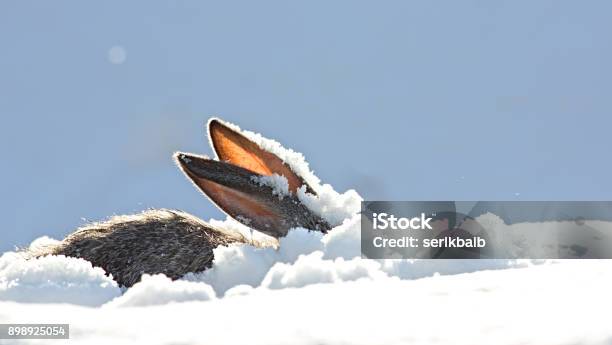 Photo libre de droit de Oreilles Du Lièvre Neige Hiver banque d'images et plus d'images libres de droit de Neige - Neige, Pâques, Lièvre