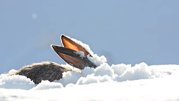 ears of the hare, snow, winter