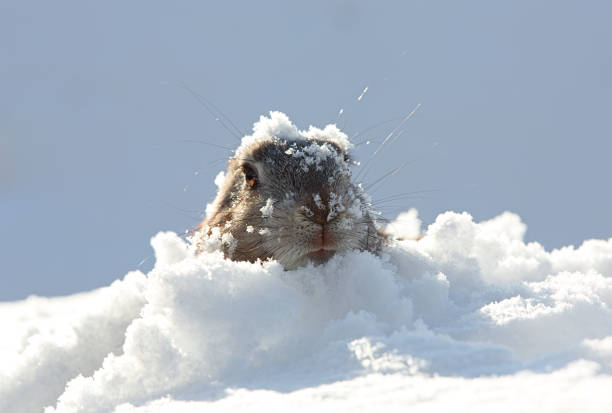 madriguera de marmota, nieve, - groundhog fotografías e imágenes de stock