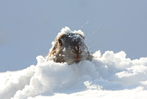 marmot, snow, burrow