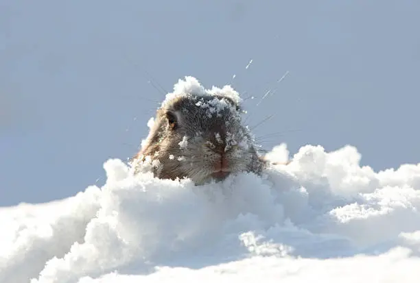 Photo of marmot, snow, burrow
