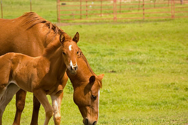 Mare and foal stock photo