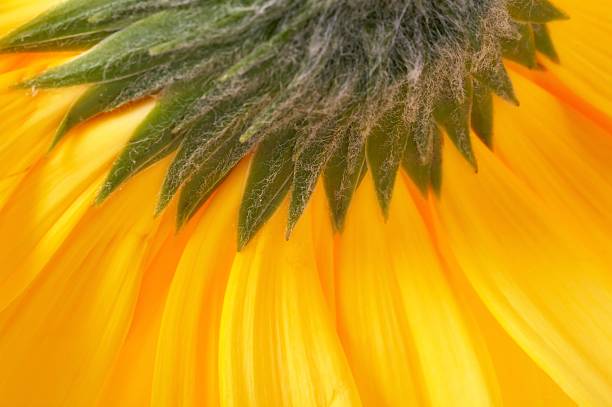 Closeup of a yellow gerber stock photo