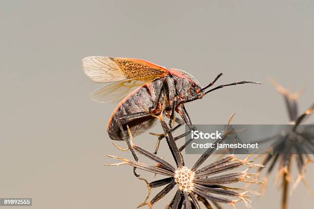 Foto de Cantharis Rustica Momento Do Voo Macro e mais fotos de stock de Antena - Parte do corpo animal - Antena - Parte do corpo animal, Asa animal, Besouro