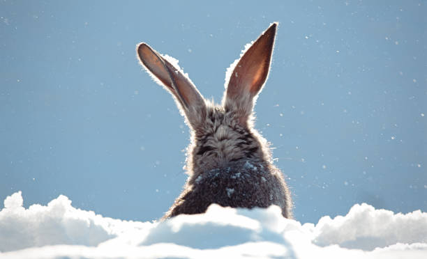 istock ears of the hare, snow, winter 898925762