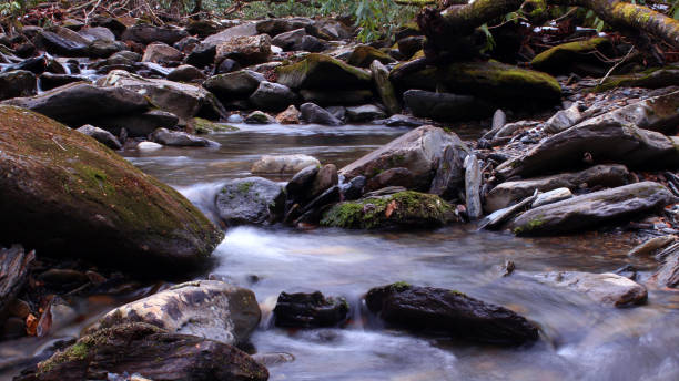 река фотография в лесу большого смоки-маунтинс парк. - water stream gatlinburg great smoky mountains national park стоковые фото и изображения