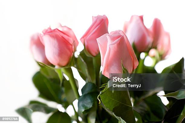 Pink Roses Foto de stock y más banco de imágenes de Aislado - Aislado, Amor - Sentimiento, Belleza de la naturaleza