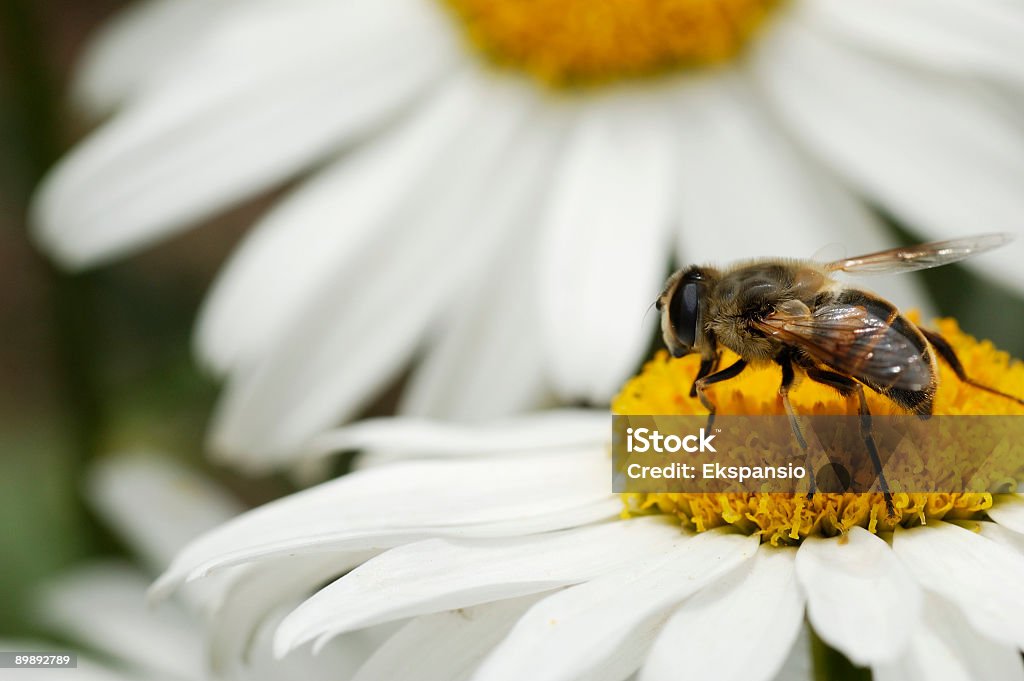 Biene auf Daisy - Lizenzfrei Apis Stock-Foto