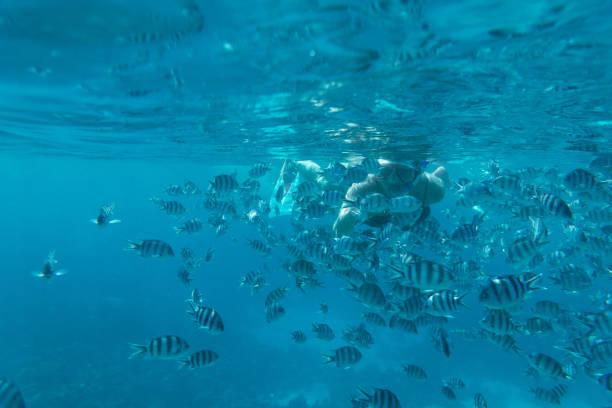 istock A girl under water feeds fish on coral reefs 898928714